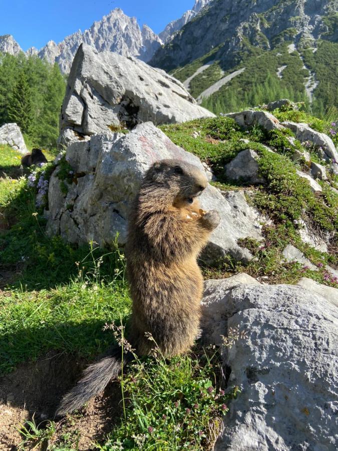 Haus Sonnleitner Apartamento Ramsau am Dachstein Exterior foto